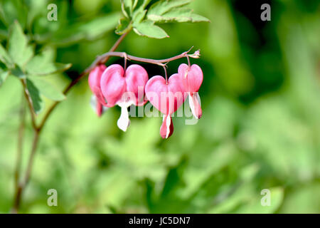 Beautiful bleeding heart blossoms in a perrenial garden. Stock Photo