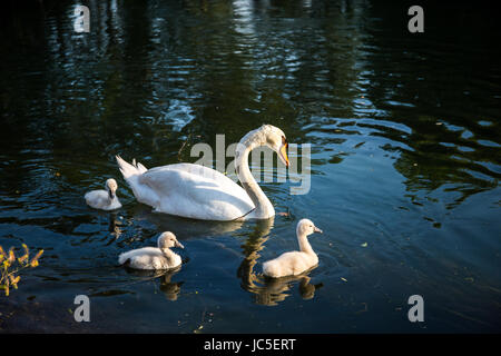 Mute swan (Cygnus olor) mum swimming with her small cygnets in the river Stock Photo