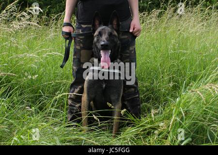 A Belgian shepherd malinois attentive to the orders of his master sitting between the legs in protection Stock Photo
