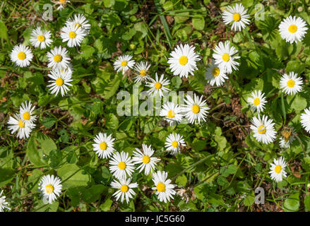 common daisies, bellis perennis, Stock Photo