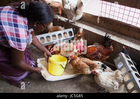 A female small business poultry farmer feeds her chickens, Tanzania, Africa