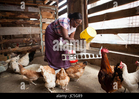 A female small business poultry farmer feeds her chickens, Tanzania, Africa Stock Photo