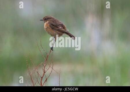 Female stonechat Saxicola torquata on a branch in Dornoch;Scotland Stock Photo