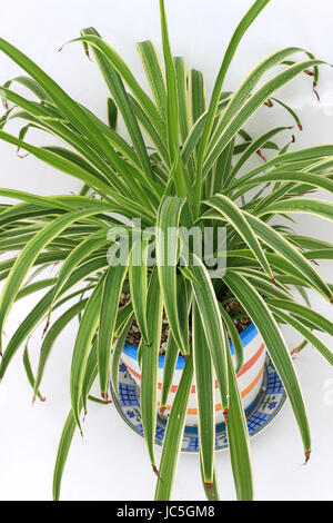 Close up Chlorophytum comosum variegatum or also known as Spider plant growing in a pot Stock Photo
