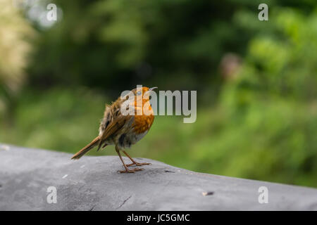 Wild robin standing on a fence Stock Photo