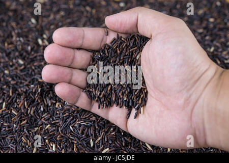 Black rice in hand. Stock Photo