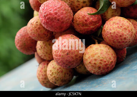 Vietnam fruit, litchi or lychee, a tropical fruits that delicious, sweet at Bac Giang, bunch of vai thieu on green background Stock Photo