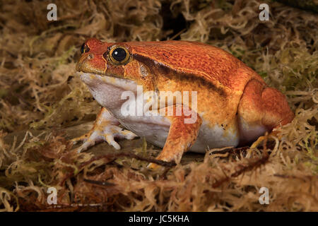 A tomato frog close up portrait sitting in a bed of wet weed Stock Photo