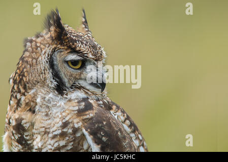 A close up head profile portrait of a spotted eagle owl facing right and set to the left of the photograph Stock Photo