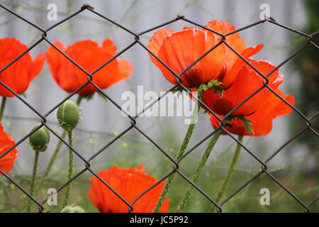 beautiful deep red poppies flowers in summer bloom Stock Photo