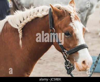 Brown horse with braided mane, closeup portrait Stock Photo