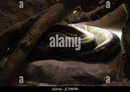 Burmese Python Stock Photo