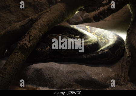 Burmese Python Stock Photo