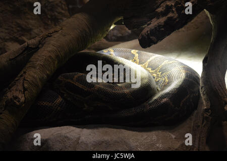 Burmese Python Stock Photo