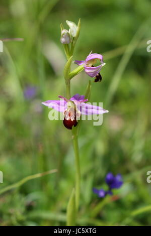 Bee Orchid Stock Photo