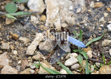 Male Broad-bodied Chaser Stock Photo