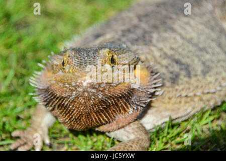 A bearded dragon basking in the sun Stock Photo