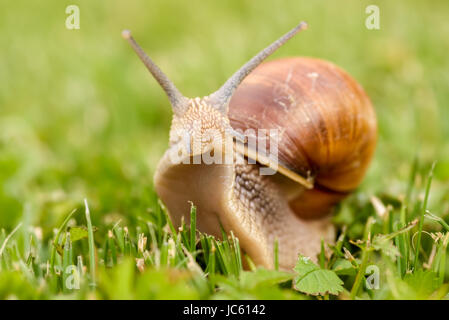 Roman Snail - Helix pomatia. Helix pomatia, common names the Roman snail, Burgundy snail, edible snail or escargot Stock Photo