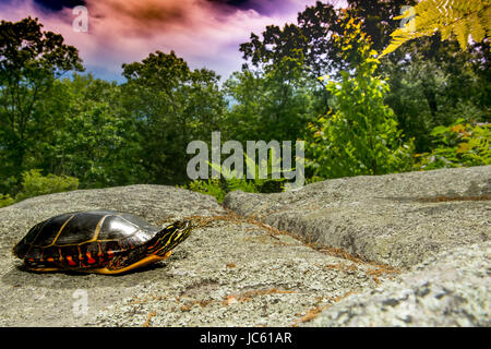 Eastern Painted Turtle Stock Photo