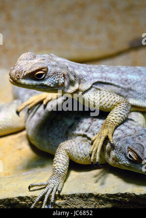 mating season of collared lizards Stock Photo
