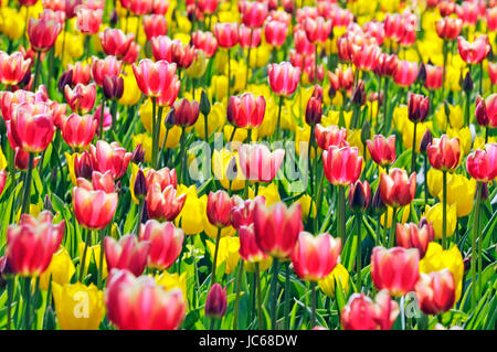 Tulips, Tulipa spp., Tulpen Stock Photo