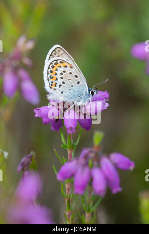 Male silver-studded blue butterfly (Plebejus argus) on colourful bell heather (Erica cinerea), UK