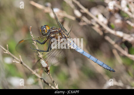 Close-up of male keeled skimmer dragonfly (Orthetrum coerulescens) Stock Photo