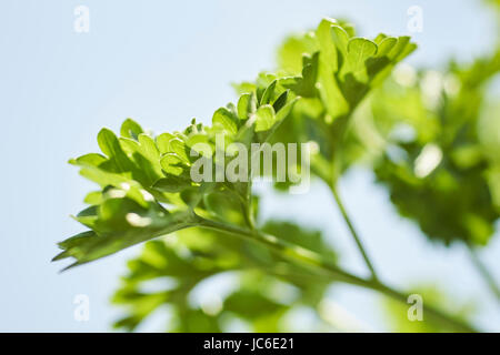 flat leaf parsley growing in a Pennsylvania garden Stock Photo