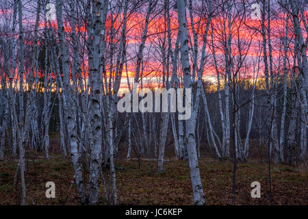 Autumn sunset in birch grove, Kivi Park, Sudbury, Ontario, Canada Stock Photo