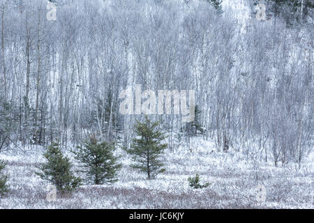 Forest after snowfall, Sudbury, Ontario, Canada Stock Photo