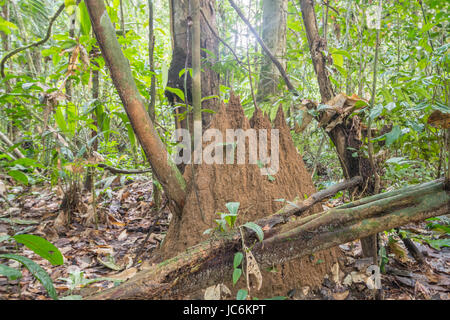 Giant Termite (Macrotermes sp.) mound on the rainforest floor near the Rio Shiripuno in the Ecuadorian Amazon. Macrotermes cultivate a fungus within t Stock Photo