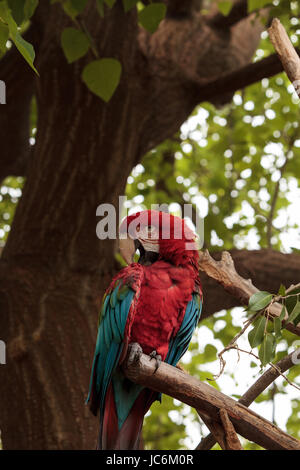Green wing macaw Ara chloropterus is a colorful bird found in South America Stock Photo