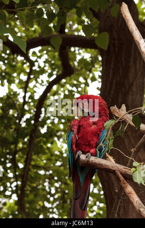 Green wing macaw Ara chloropterus is a colorful bird found in South America Stock Photo