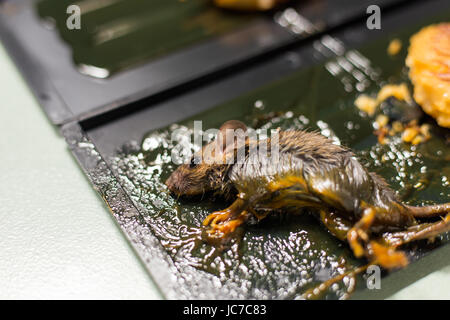 The rat glue stick on the mousetrap.close up shot. Stock Photo