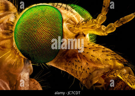 Extreme macro - portrait of a green eyed crane fly, magnified through a microscope objective (width of the frame is 2.2mm) Stock Photo