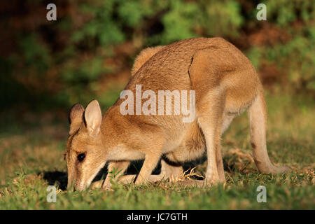 Female Agile Wallaby (Macropus agilis), Kakadu National Park, Northern territory, Australia Stock Photo