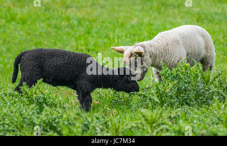 Pair of lambs. Black & white lambs in a field, UK. Friends forever concept. Race acceptance. Different races together. Race division. Racial divide. Stock Photo