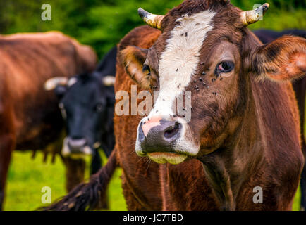 Portrait of rufous cow with flies on the nose Stock Photo
