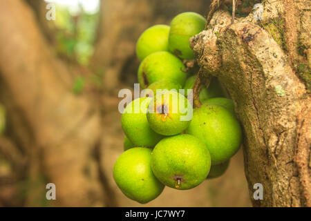 ficus fruits on the tree in the forest Stock Photo
