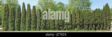 Ideal long and high green fence from evergreen coniferous trees near rural house. Panoramic collage from several springtime outdoor photos Stock Photo