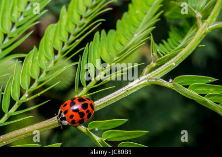 Little cute red ladybug with black dots on a plant branch Stock Photo