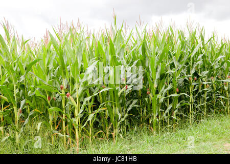 Planting corn with high green plants Stock Photo