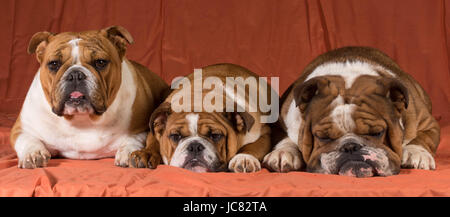 three english bulldogs laying down together Stock Photo