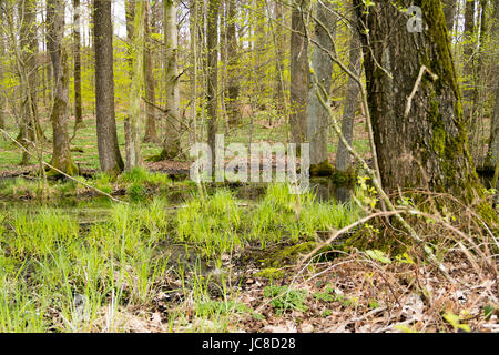 swamp scenery in a forest at early spring time Stock Photo