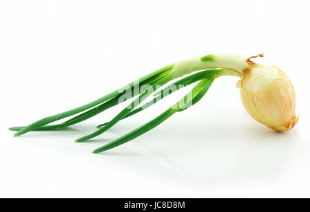 Spring Onions Isolated on White Background Stock Photo
