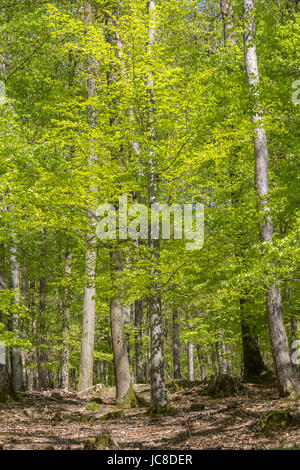 sunny illuminated forest scenery at spring time Stock Photo