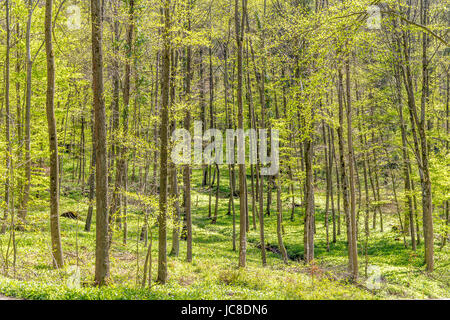 sunny illuminated forest scenery at spring time Stock Photo