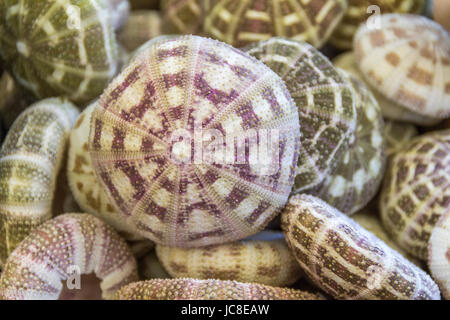 full frame background showing lots of sea urchins Stock Photo