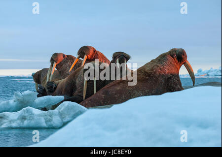 Last rays of evening sun striking a group of Walrus (Odobenus rosmarus, Wrangel Island, Chuckchi Sea, Chukotka, Russian Far East, Unesco World Heritag