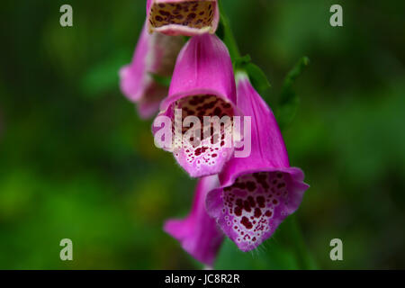 Mazovia, Poland. 14th June, 2017. Poland, Mazovia, 14th June 2017: Insect and flower wildlife at cloudy weather. Credit: Madeleine Ratz/Alamy Live News Stock Photo